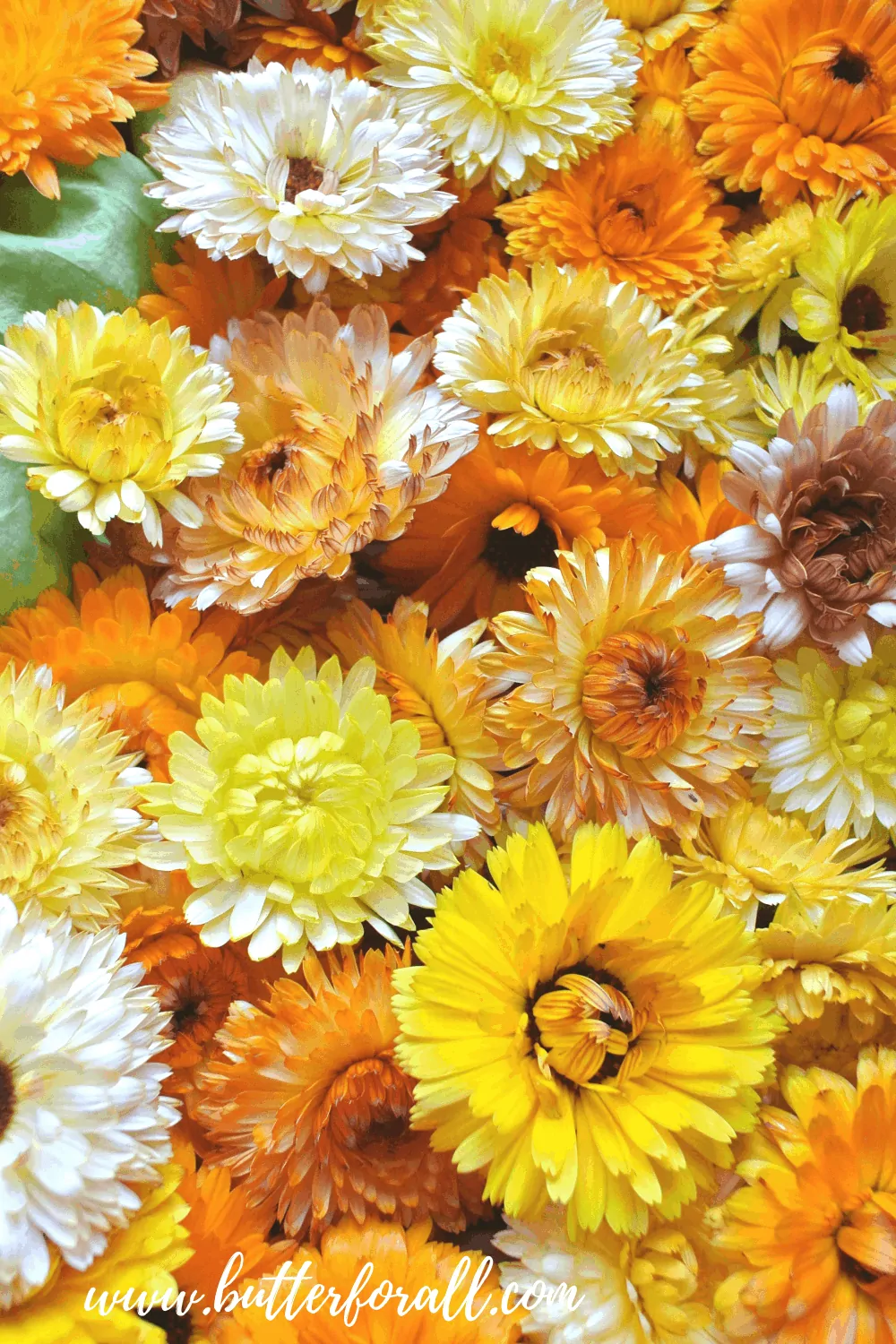 Growing, Harvesting, and Drying Calendula Flowers – With Recipes