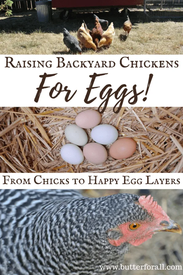 Rinsing eggs off? : r/BackYardChickens