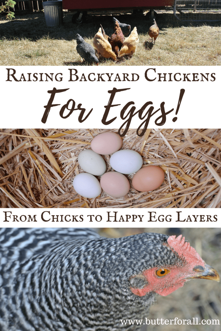 Raising Backyard Chickens for Eggs – Plus a Recipe for Soaked and ...