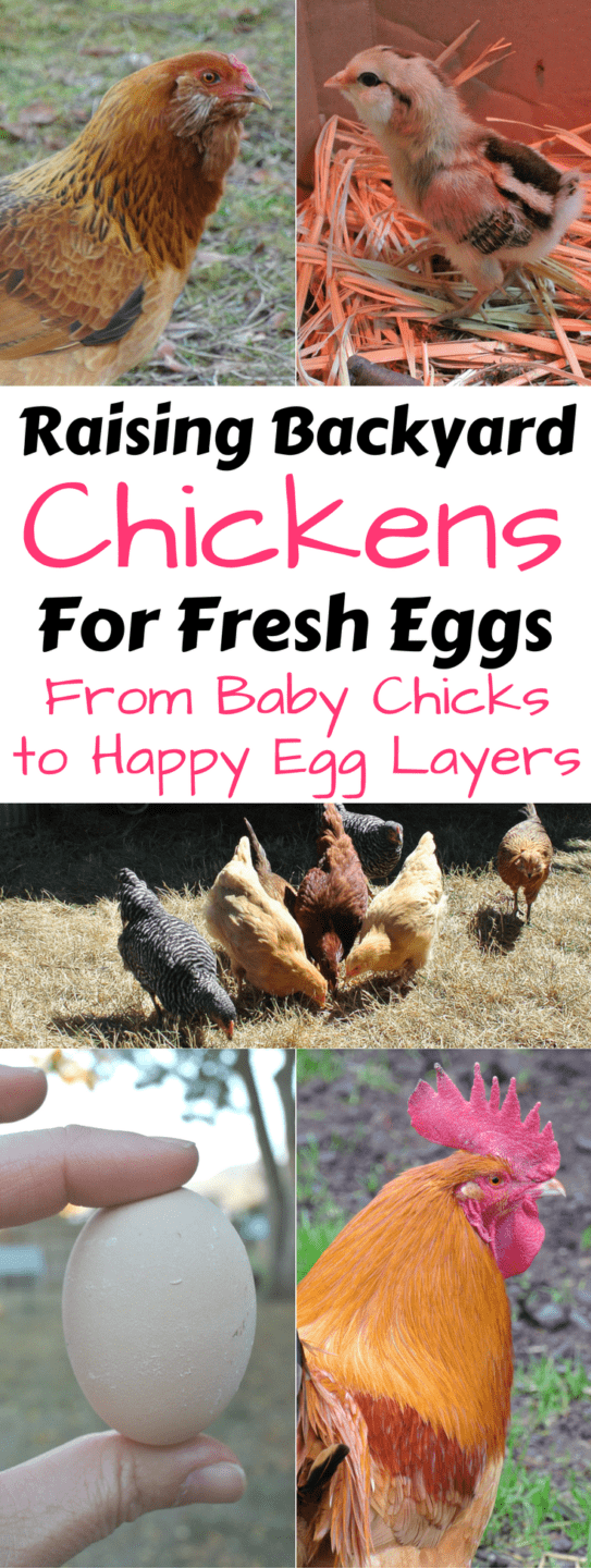 Raising Backyard Chickens for Eggs – Plus a Recipe for Soaked and ...