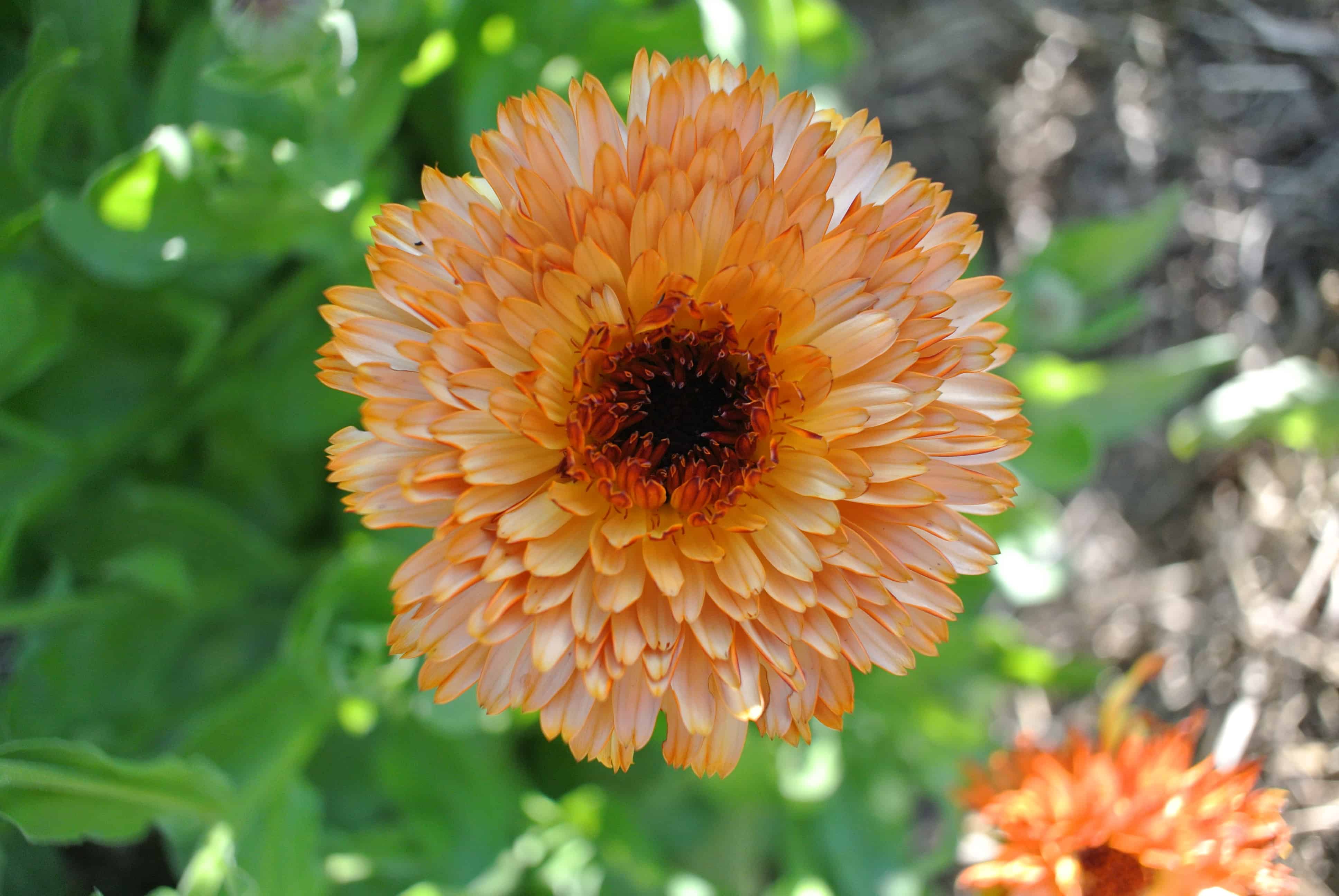 Growing, Harvesting, and Drying Calendula Flowers – With Recipes